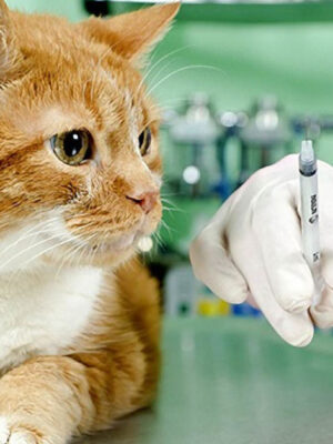 Вакцинация животного
